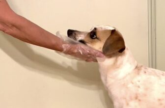 Over-The-Top Overshadowing: How I Solved the Problem