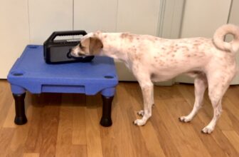 Promising Dogs and Music Studies