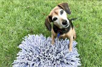 Evidence Suggests Dogs Prefer Free Food to Contrafreeloading