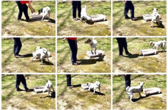 What Do We REALLY Mean by Fallout?