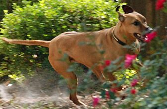 Contest! Escape or Joy—What Do You Think?