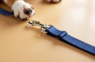 How to Choose the Right Dog Leash Safety Strap – The Dogington Post