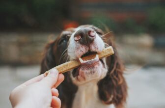 Why Quality Matters for Pet – Happy Dog Food