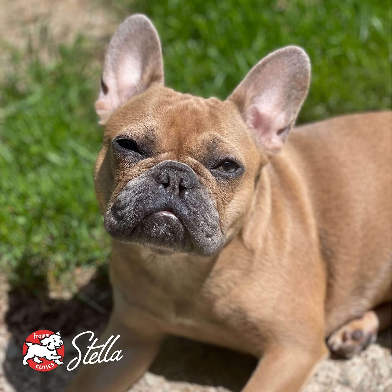 Fromm Small Breed Adult Gold Premium Dry Dog Food - Dry Adult Dog Food for Small Breeds - Chicken Recipe - 5 lb - Image 8