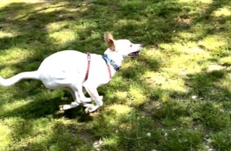 Zoomie Contest Results: Lewis Was Running Away from Poop