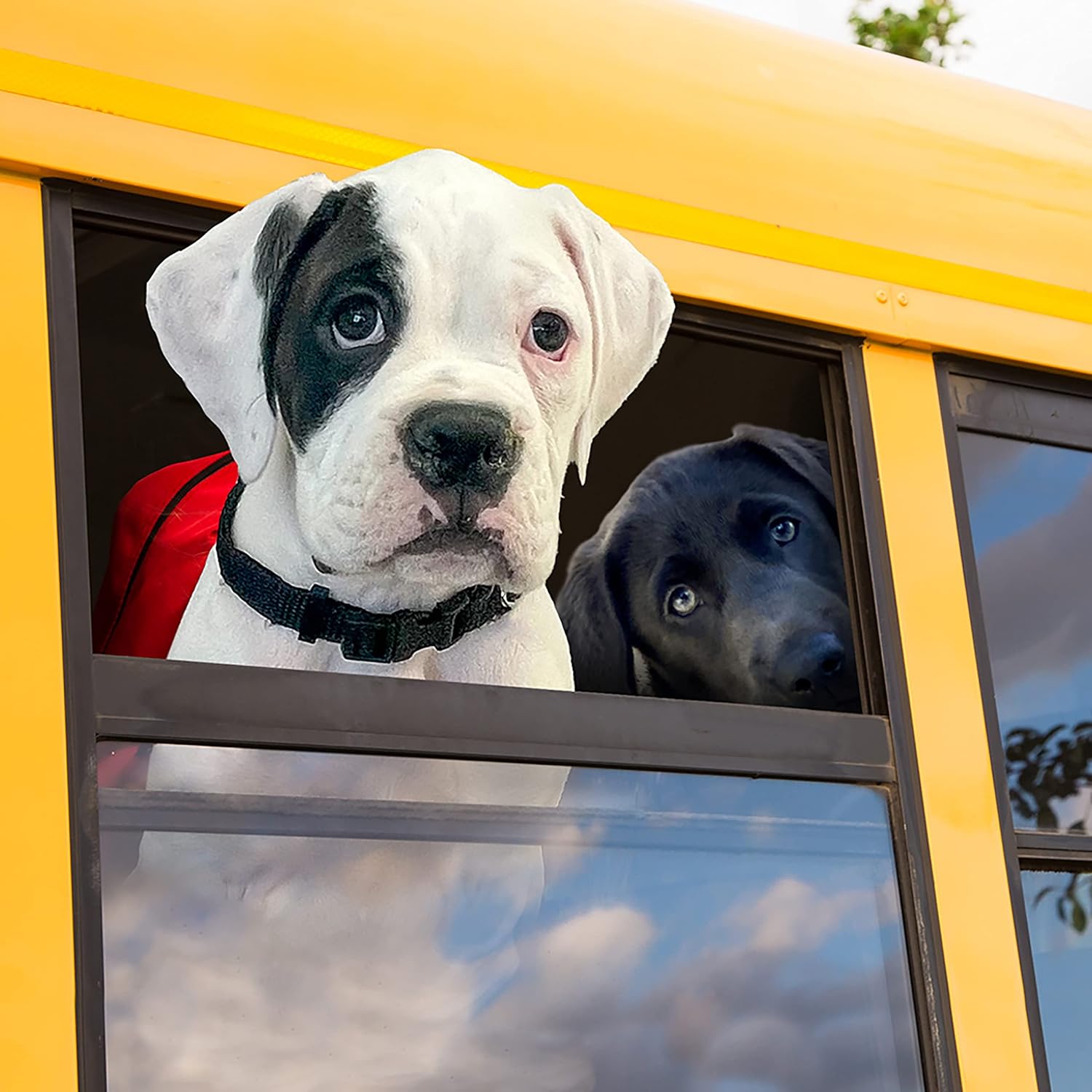 Fromm Puppy Gold Premium Dry Dog Food - Dry Puppy Food for Medium & Small Breeds - Chicken Recipe - 5 lb - Image 6