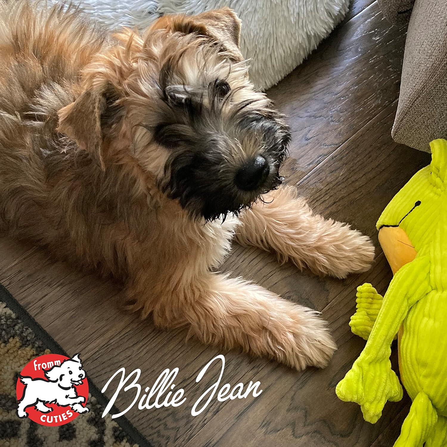 Fromm Puppy Gold Premium Dry Dog Food - Dry Puppy Food for Medium & Small Breeds - Chicken Recipe - 5 lb - Image 7