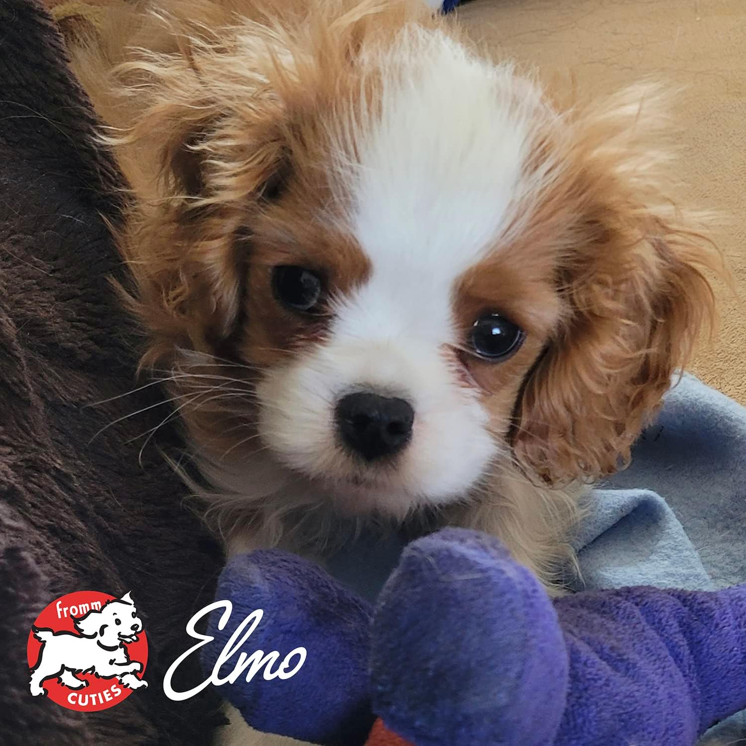 Fromm Puppy Gold Premium Dry Dog Food - Dry Puppy Food for Medium & Small Breeds - Chicken Recipe - 5 lb - Image 8