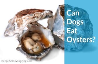 Can Raw Fed Dogs Eat Oysters? [Recipe Included]