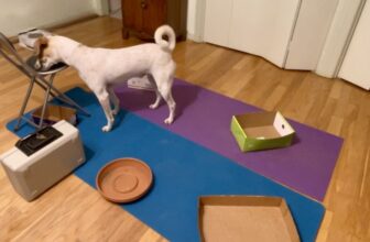 Nosework Revisited: Learning to Keep My Dog Safe