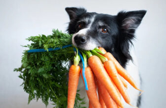 Important Vitamins and Minerals for Your Dog – Happy Dog Food