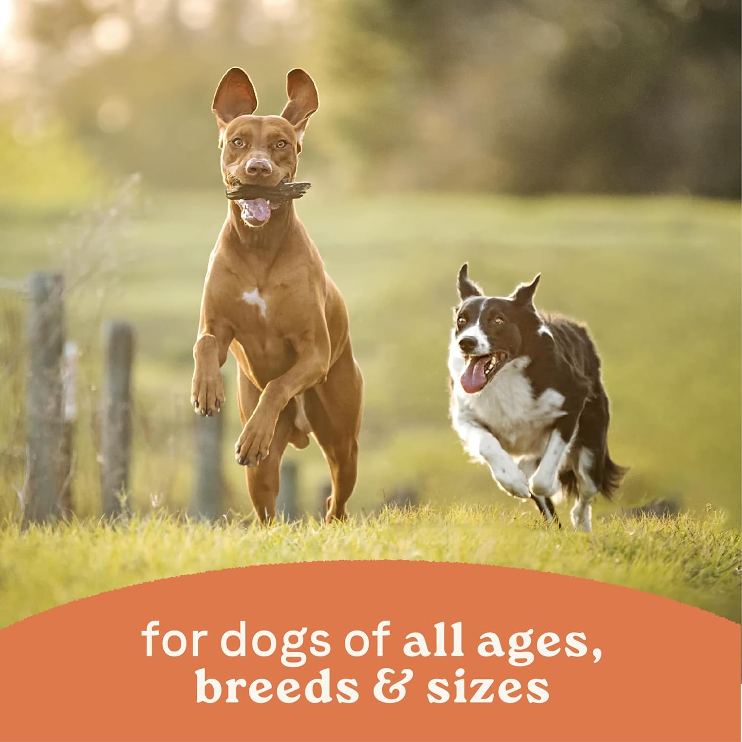 Canidae All Life Stages Premium Wet Dog Food for All Breeds, All Ages, Chicken & Rice Recipe, 13 oz. (Case of 12) - Image 7