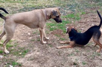 “Cures” for Dog Anxiety: Why Is Lying Down the Goal?