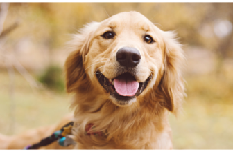 What is National Golden Retriever Day and How To Celebrate it – The Dog Bakery