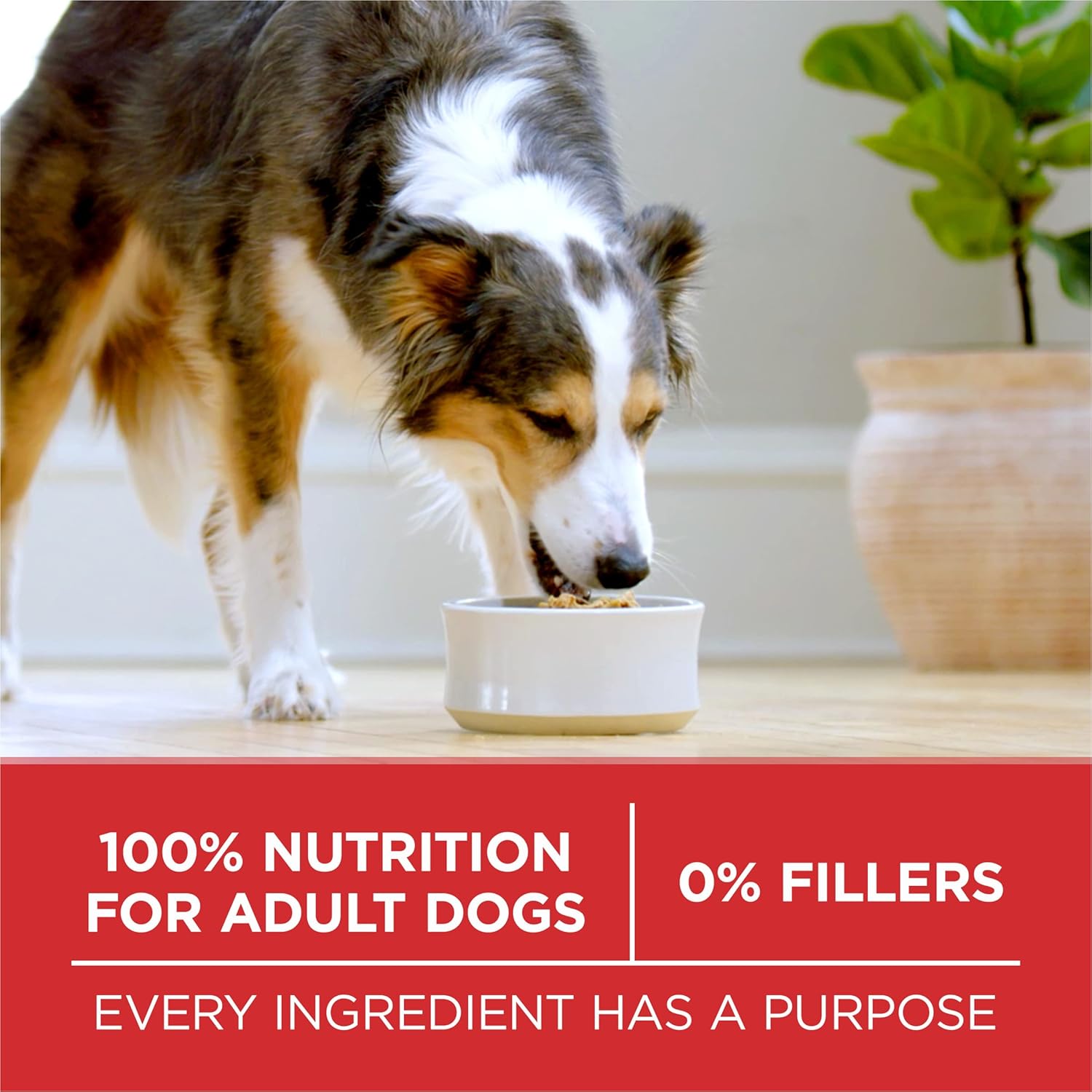 Purina ONE Small Bites Beef and Rice Formula Small High Protein Dry Dog Food Natural With Added Vitamins, Minerals and Nutrients - 31.1 lb. Bag - Image 7