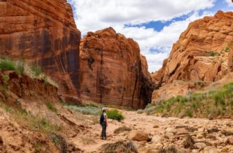 Experience the Thrill Without the Training – keepthetailwagging.com