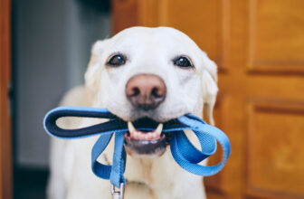 Benefits of Regular Dog Walks