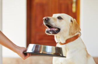 How to Recognize Raw Healthy Dog Food