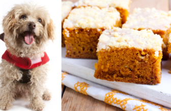 How to Make a Kefir Cake for Dogs – The Dog Bakery