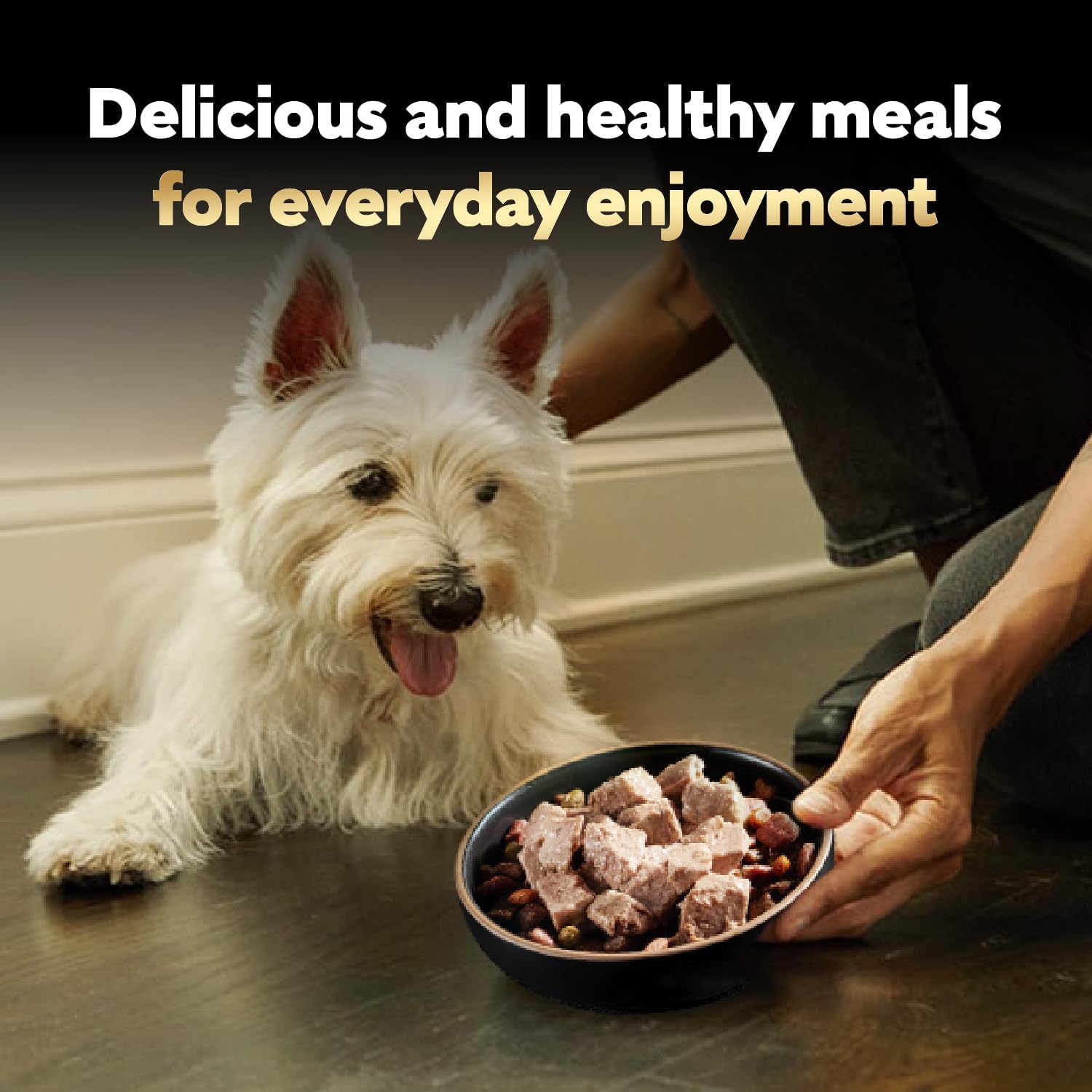 Cesar Classic Loaf in Sauce Adult Wet Dog Food Filet Mignon Flavor, Wet Food for Dogs, 3.5 oz Easy Peel Trays, 24 Count - Image 9