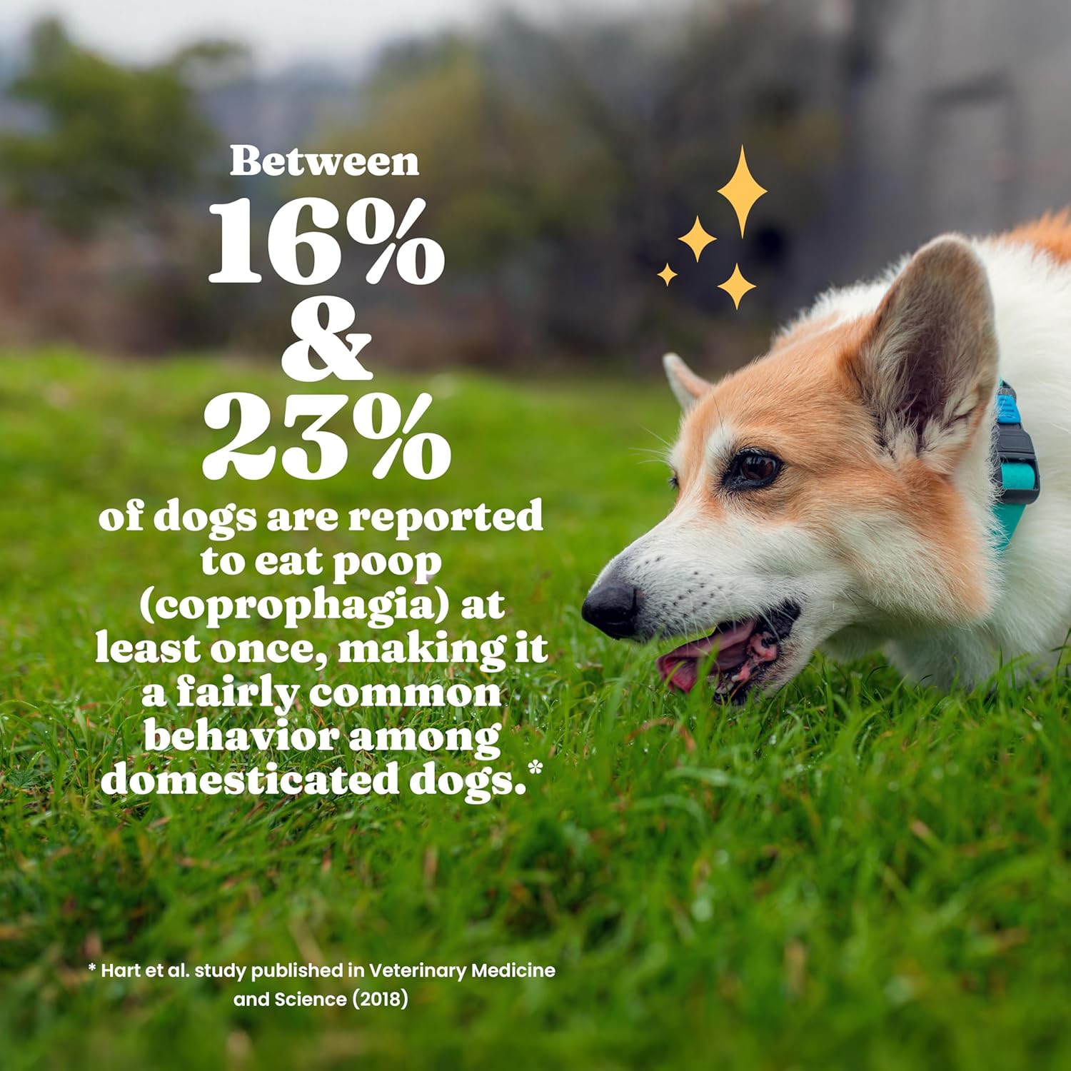 Solid Gold No Poo Chews for Dogs - Coprophagia Deterrent & Stool Eating Deterrent for Dogs that Eat Dog Poop - Stop Eating Poop Chews with Peppermint & Probiotics for Gut & Breath Aid Support - 60ct - Image 5