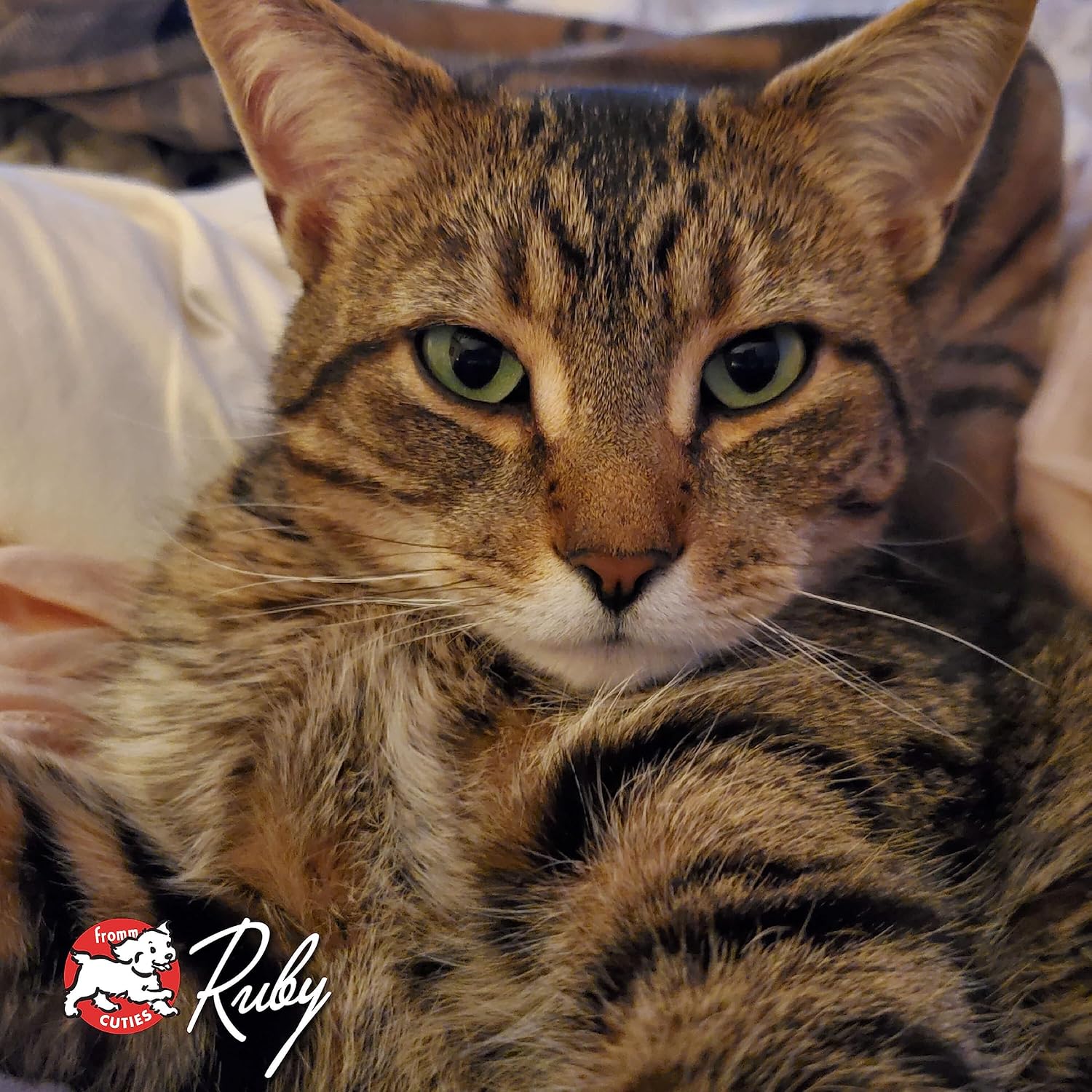 Fromm Four-Star Nutritionals Game Bird Cat Food - Premium Dry Cat Food - Turkey Recipe - 4 lb - Image 9