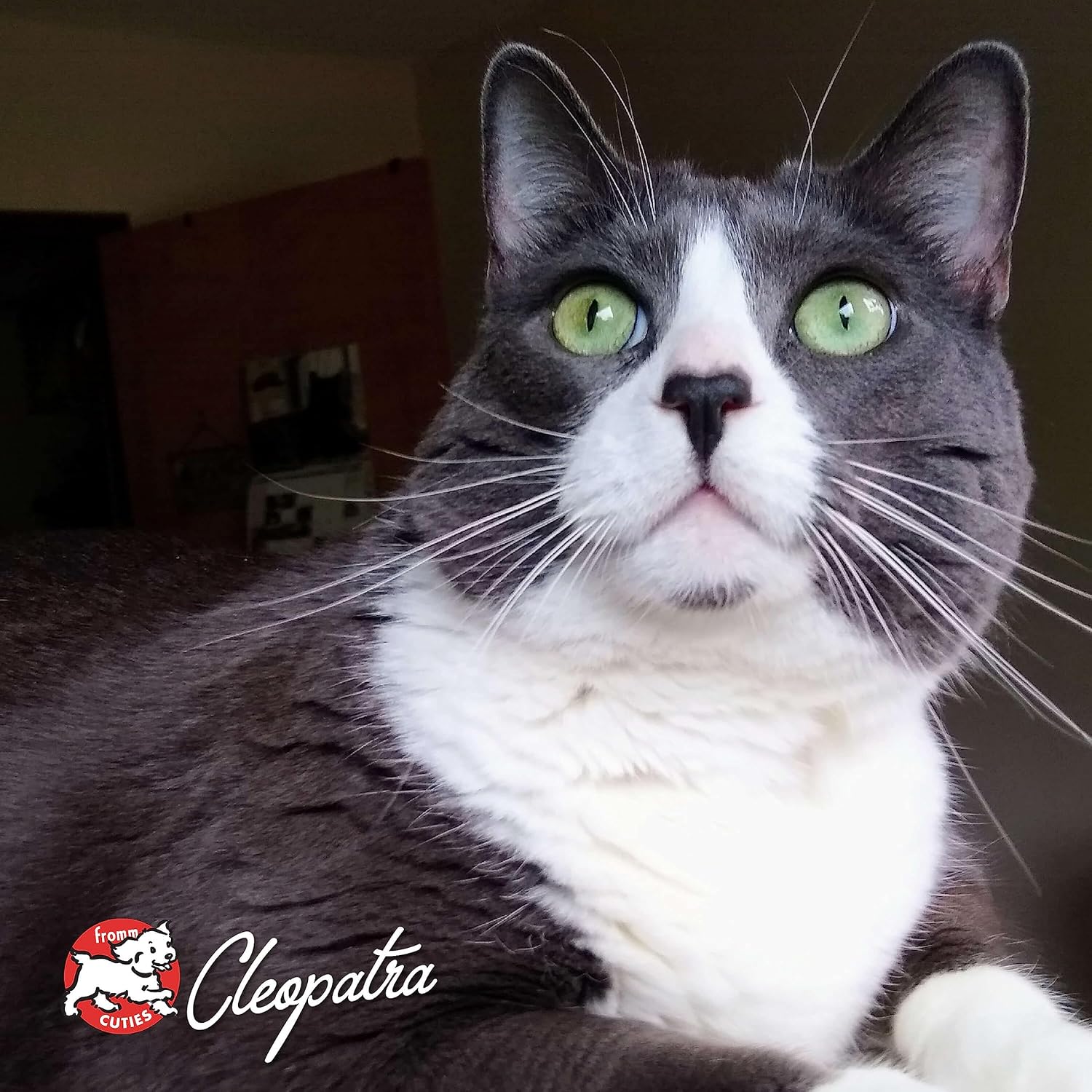 Fromm Four-Star Nutritionals Game Bird Cat Food - Premium Dry Cat Food - Turkey Recipe - 4 lb - Image 10