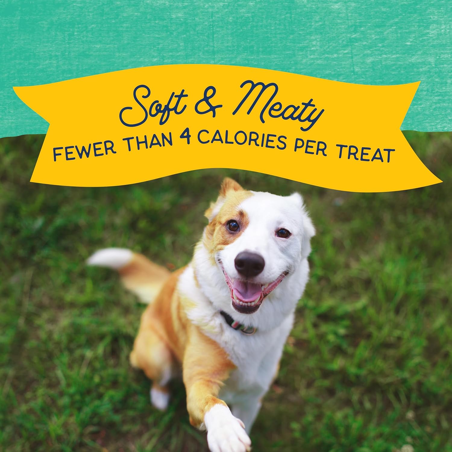 Natural Balance Limited Ingredient Mini-Rewards Chicken Grain-Free, Training Treats for Dogs | 5.3-oz. Canister - Image 4