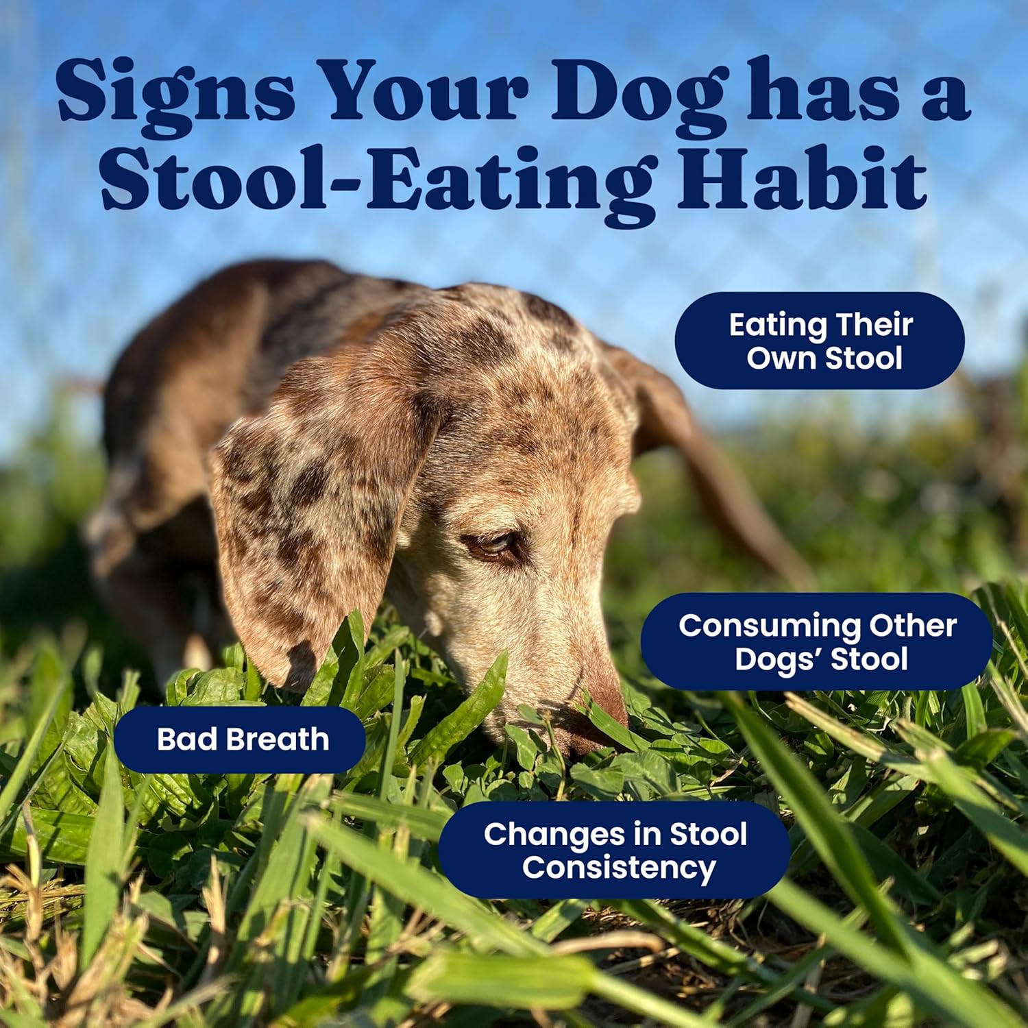 Solid Gold No Poo Chews for Dogs - Coprophagia Deterrent & Stool Eating Deterrent for Dogs that Eat Dog Poop - Stop Eating Poop Chews with Peppermint & Probiotics for Gut & Breath Aid Support - 60ct - Image 2