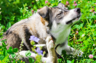 What Are Signs My Dog’s Allergy Is From Chicken? – Muenster Pet