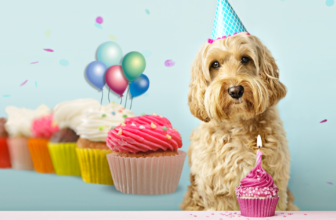 Easy Birthday Cupcake Recipes for Your Canine Best Friend – The Dog Bakery