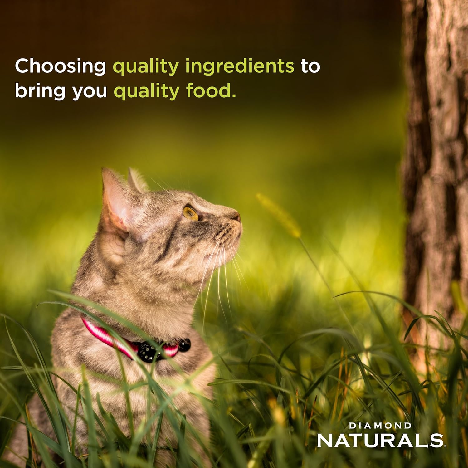 Diamond Naturals Premium Real Meat Recipe Dry Indoor Cat Food with Protein from Cage-Free Chicken, Antioxidants, Probiotics to Support Healthy Immune and Digestive Systems 18lb - Image 4