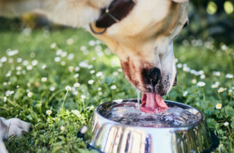 Essential Tips for Hot Weather – Happy Dog Food