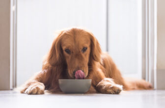 Three Warning Signs of Low-Quality Raw Pet Food