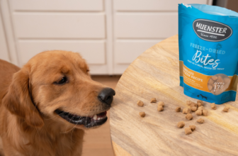 How To Transition Dog To Freeze Dried Food Successfully – Muenster Pet