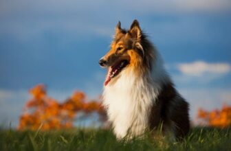 Every Collie Is a Different Kind of Wonderful, and Here Is Why – Keep the Tail Wagging