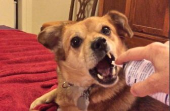 6 Ways to Prepare Your Dog for Fireworks Starting NOW