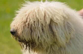 Rare Breeds That Will Make You Look Twice at the Dog Park – Keep the Tail Wagging