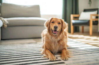 Frequently Asked Questions About Our Raw Healthy Dog Food