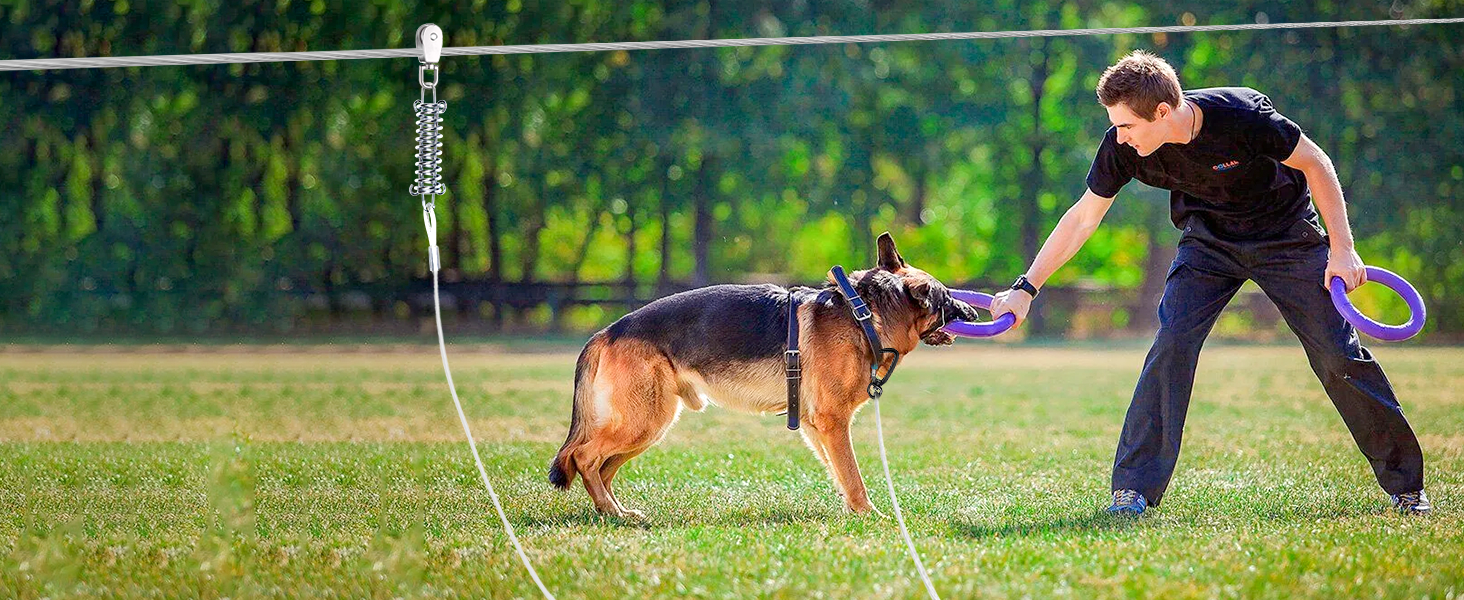 dog runner in park