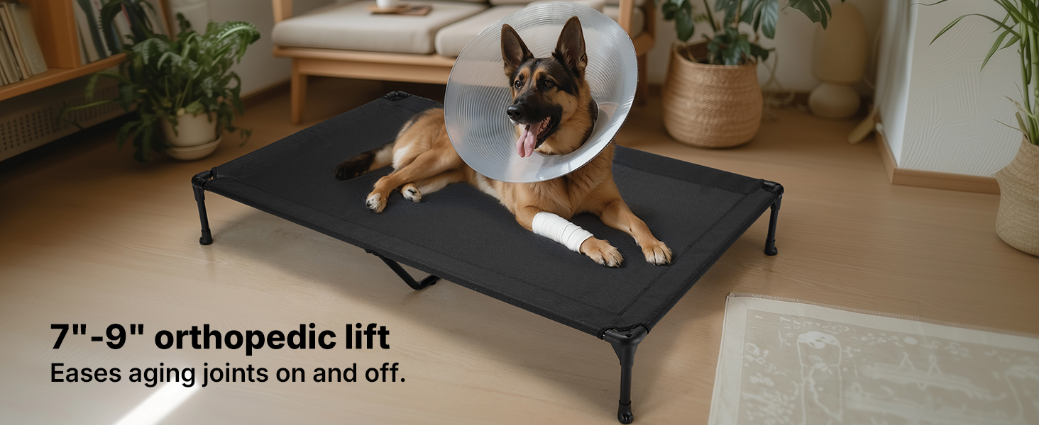 raised dog bed