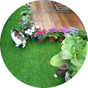 dog grass