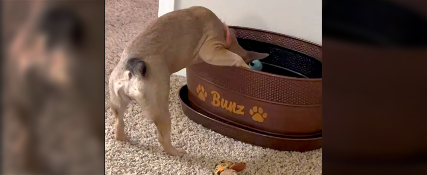 Personalized dog toy box with dog&amp;#39;s head inside the toy box.  Actual customer photo.