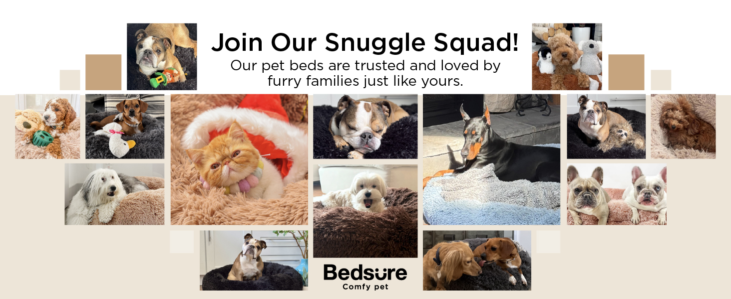 dog bed