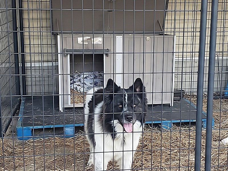 dog house