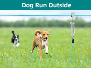 dog run outside
