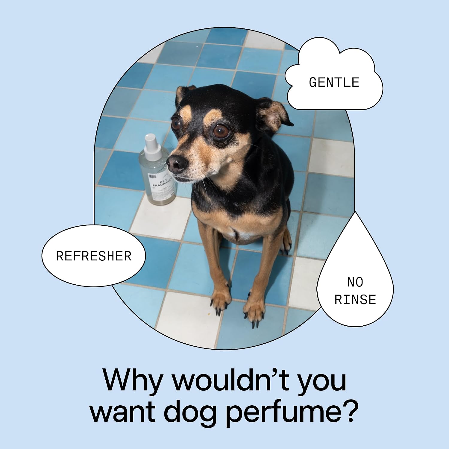 DedCool Pet Fragrance | 01 Taunt | Clean Luxury Pet Perfume for Dogs | Long-Lasting Deodorizing Spray | Non-Toxic, Vegan | 8.5 fl oz - Image 5