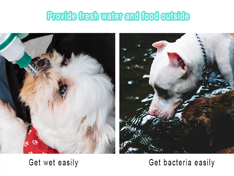 dog water bottle