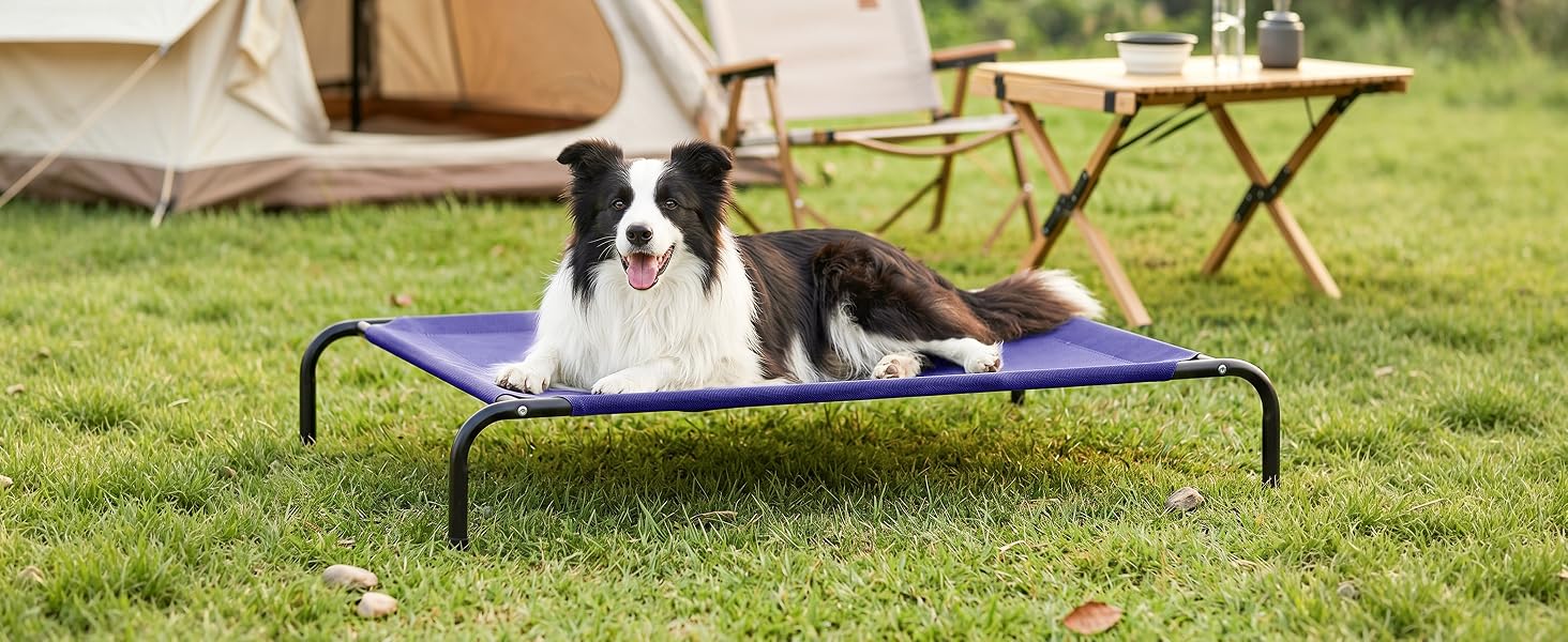dog bed