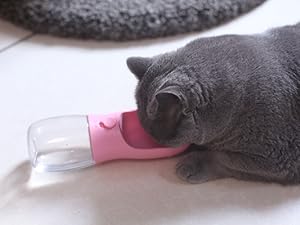 dog water bottle